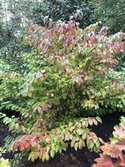 Viburnum recognitum