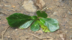 Terminalia amazonia