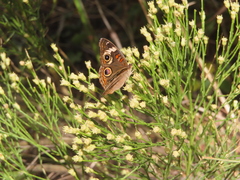 Junonia grisea