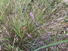 Thelymitra rubra