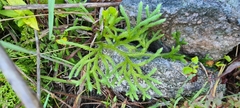 Lycopodiaceae