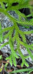 Lycopodiaceae