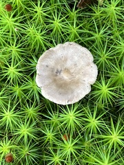 Cantharellula umbonata