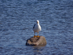 Larus livens