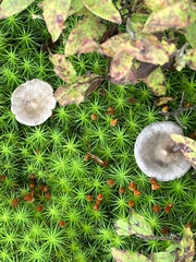 Cantharellula umbonata