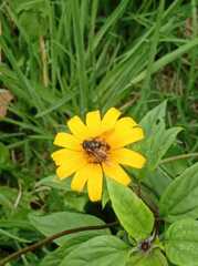 Eristalis bogotensis