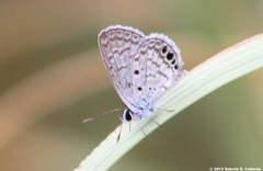 Hemiargus ceraunus