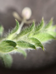Tetramerium