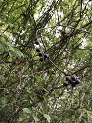 Celtis tenuifolia
