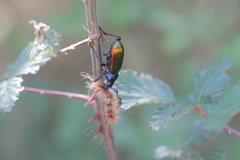 Calosoma sycophanta