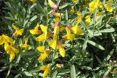 Calobota cytisoides