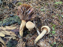 Chroogomphus tomentosus