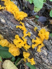 Dacrymyces spathularia