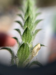 Tetramerium