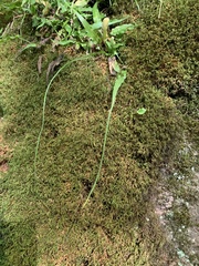 Asplenium rhizophyllum