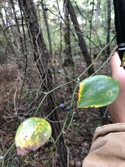 Smilax glauca