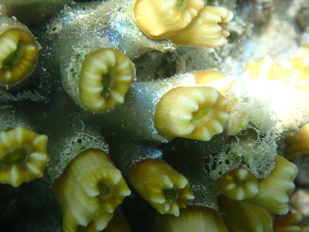 finger coral