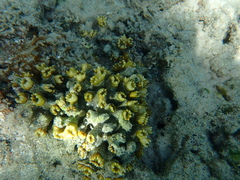 Caulastraea furcata