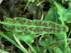 Asplenium rhizophyllum