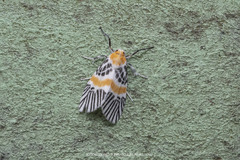 Indiania eccentropis