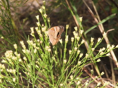 Junonia grisea