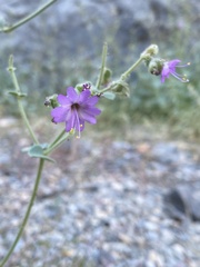 Mirabilis laevis