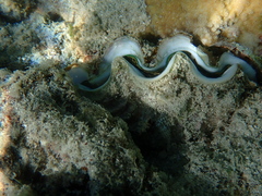 Tridacna