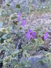 Mirabilis laevis