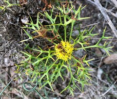 Isopogon ceratophyllus