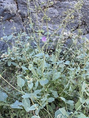 Mirabilis laevis