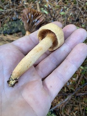 Chroogomphus tomentosus