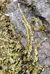 Homalothecium nuttallii