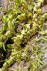 Homalothecium nuttallii