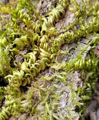 Homalothecium nuttallii