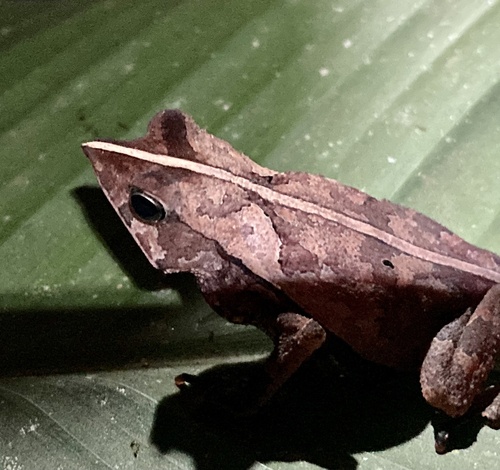Snouted Toad, Rhinella proboscidea