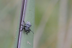Acanthoderes funeraria