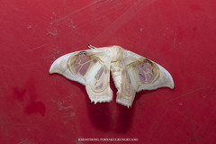 Macrauzata melanapex