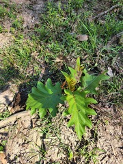 Solanum chrysotrichum