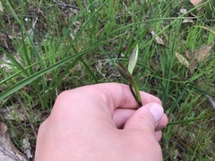 Diuris orientis