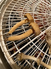 Chroogomphus tomentosus