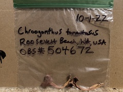 Chroogomphus tomentosus