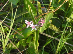 Oxypetalum solanoides