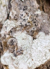 Alyxoria varia