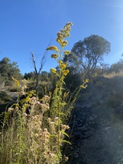 Solidago spectabilis
