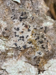 Alyxoria varia