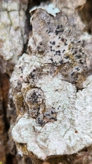 Alyxoria varia