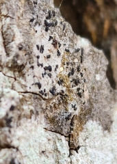 Alyxoria varia