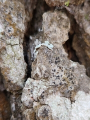 Alyxoria varia
