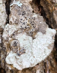 Alyxoria varia
