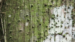 Ceiba pentandra